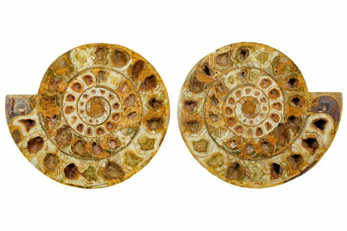 Cut & Polished Jurassic Ammonite (Perisphinctes) Fossil #364177